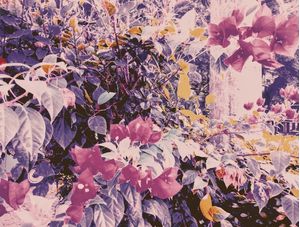 FLORES URBANAS I
