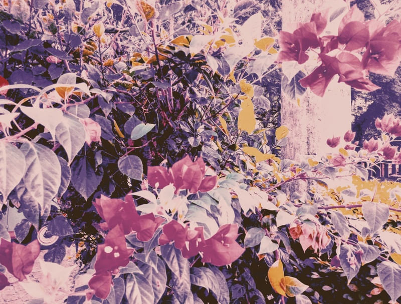 FLORES URBANAS I