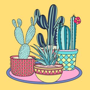 CACTOS DA ALEGRIA