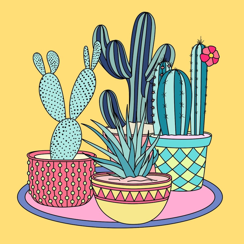 CACTOS DA ALEGRIA