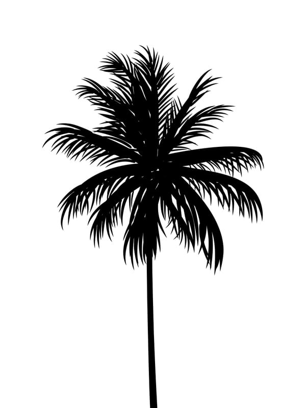 COQUEIRO MINIMALISTA