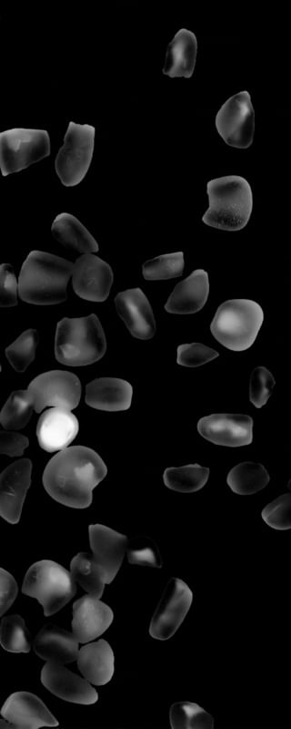 CANJICA 003B