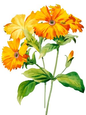 CRAVO AMARELO E LARANJA
