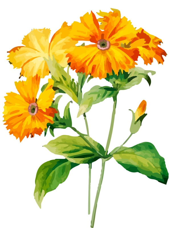 CRAVO AMARELO E LARANJA