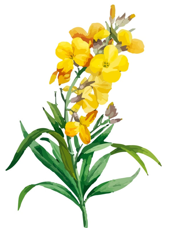 FLORES AMARELAS E FOLHAGEM