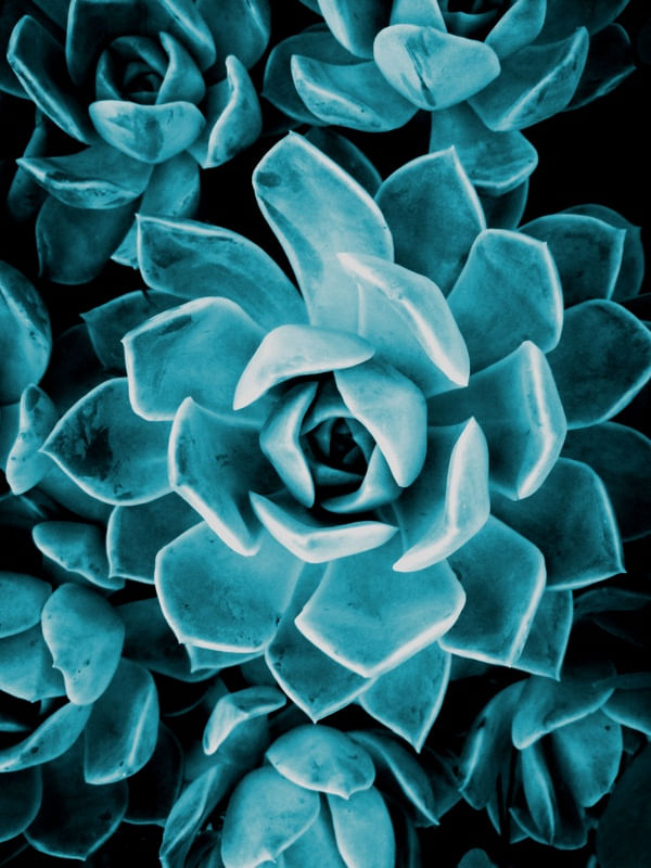 PLANTA SUCULENTA TURQUESA
