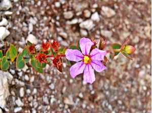 FLOR E CORES DO CERRADO