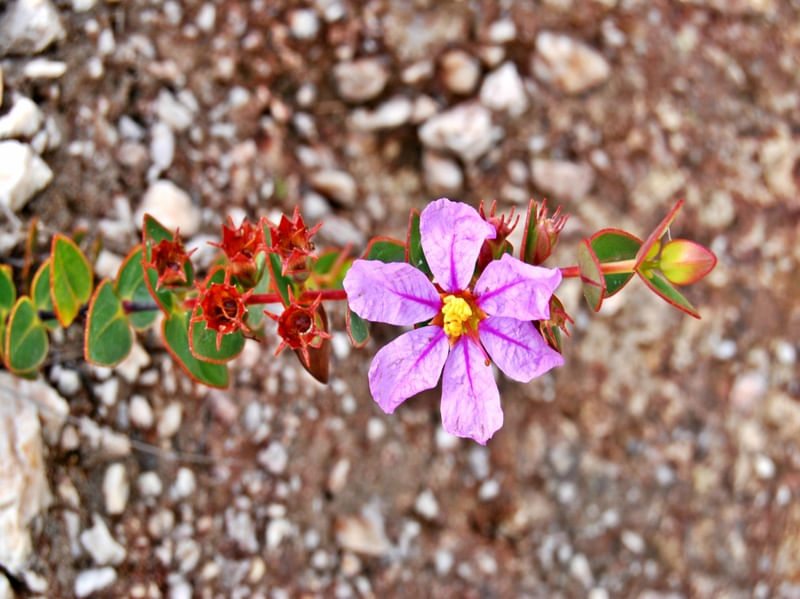 FLOR E CORES DO CERRADO