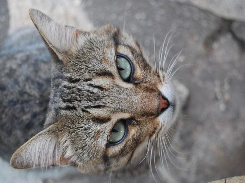 OLHOS DE GATO