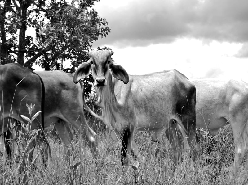 GADO PASTANDO E POSANDO
