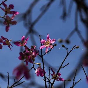FLORES 01