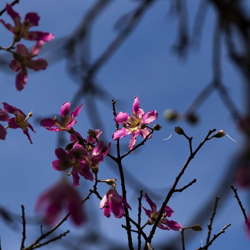 FLORES 01