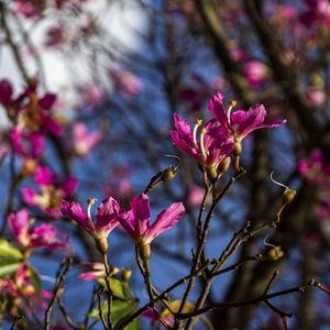 FLORES 02