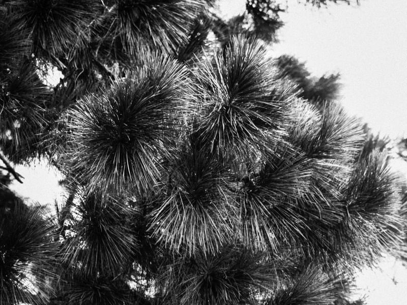 TREE BUBBLES