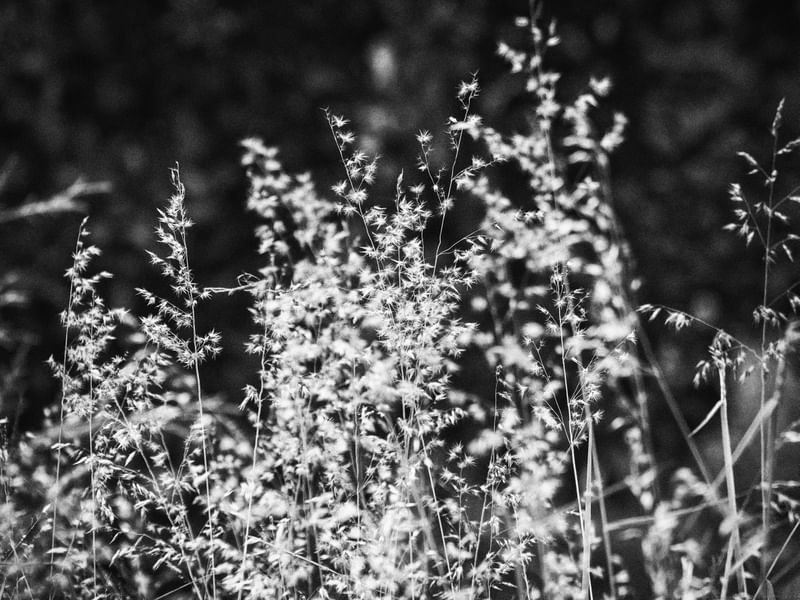 SPARKELY