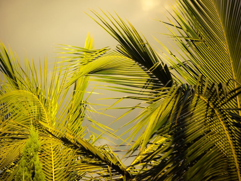 FOLHAS DE PALMEIRA E NUVEM_2