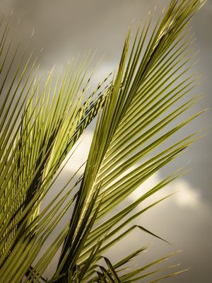 FOLHAS DE PALMEIRA E NUVEM_3