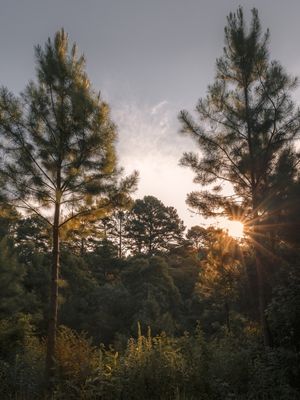ÁRVORES E POR DO SOL