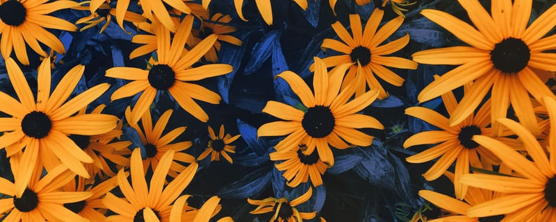 FLORAIS AMARELOS
