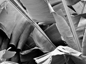 BANANEIRAS EM PRETO E BRANCO