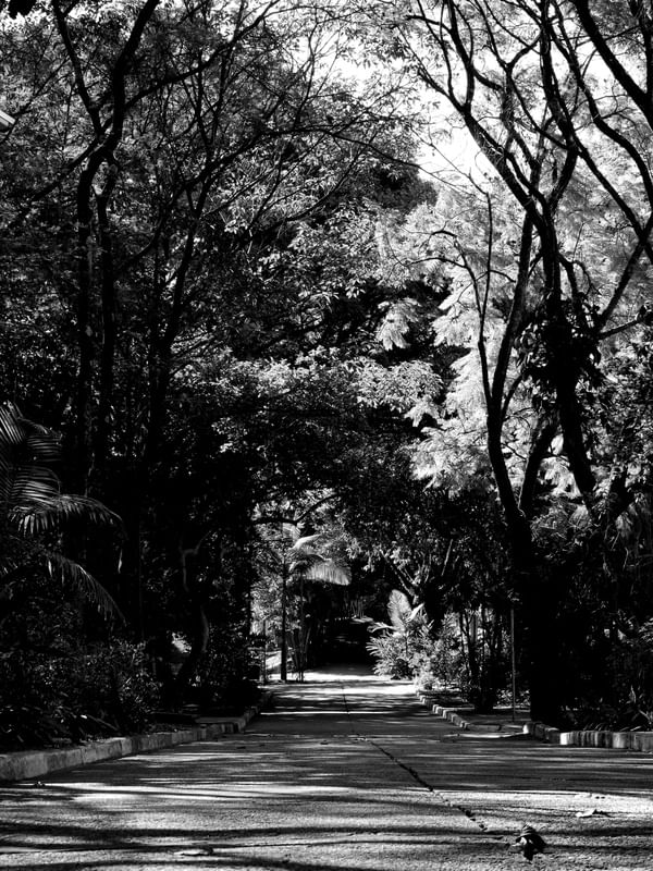 CAMINHO EM PRETO E BRANCO
