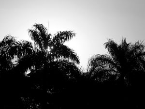 SOL POENTE E ÁRVORES EM PRETO E BRANCO