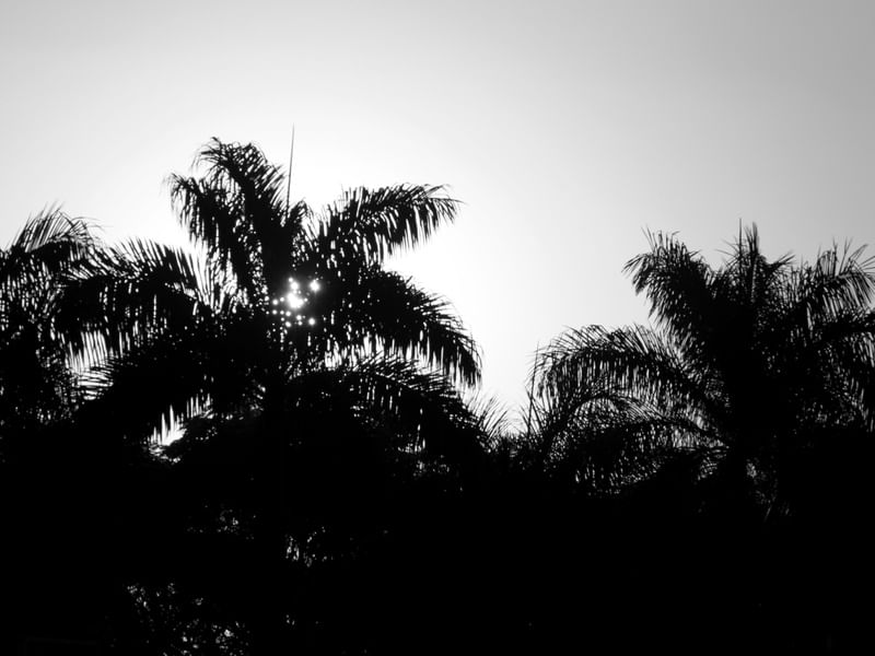 SOL POENTE E ÁRVORES EM PRETO E BRANCO