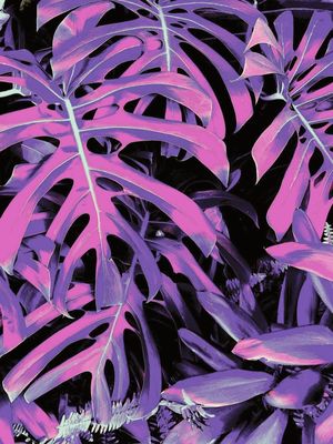 NATUREZA EM CORES
