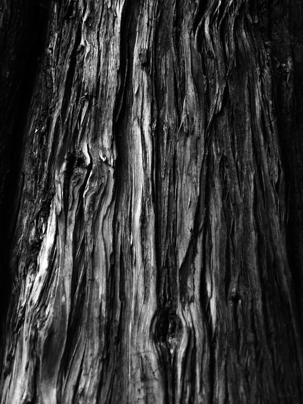 SM - BLACK WOOD