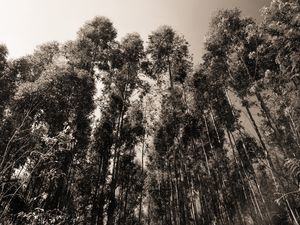 FLORESTA DE EUCALIPTOS_9