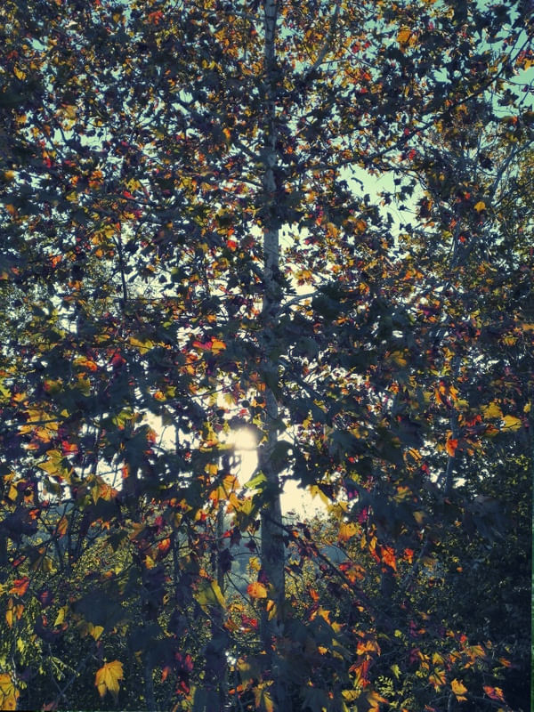NATURE LANGUAGE