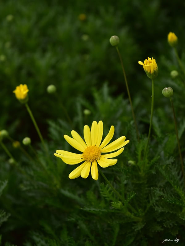 JARDIM EM VERDE E AMARELO