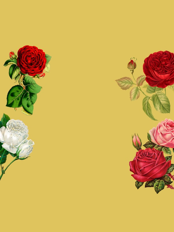 NAT ROSESS