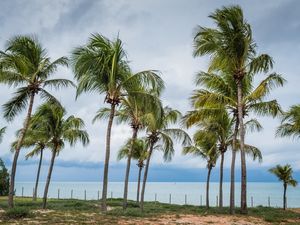 COQUEIRAL NA PRAIA DE MARACAJAÚRN