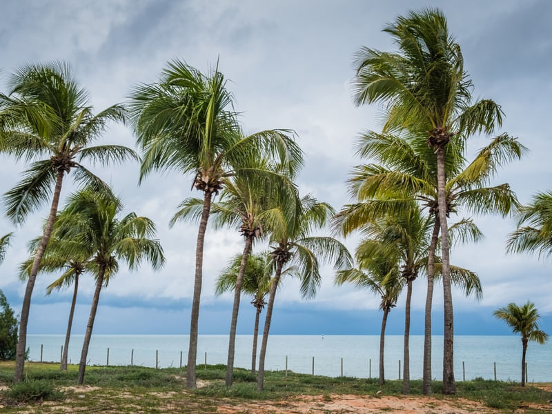 COQUEIRAL NA PRAIA DE MARACAJAÚRN