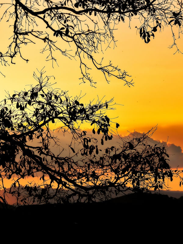 SUNSET FLORAL TRÍPTICO 2