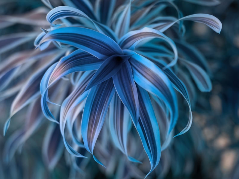 PLANTA BLUE VOSTRO