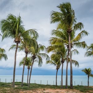 COQUEIRAL NA PRAIA DE MARACAJAÚ CUBO
