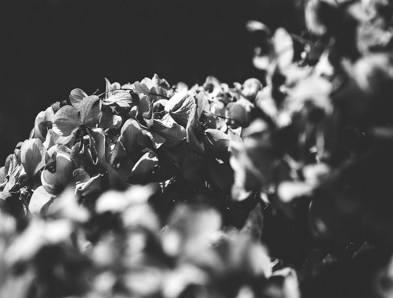 FLORES01