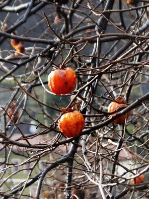 FRUTO INVERNAL