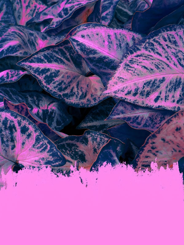FLUO PINK ON LEAVES