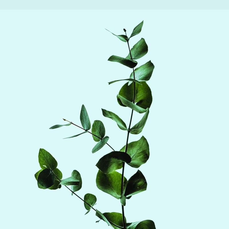PLANT SOUL