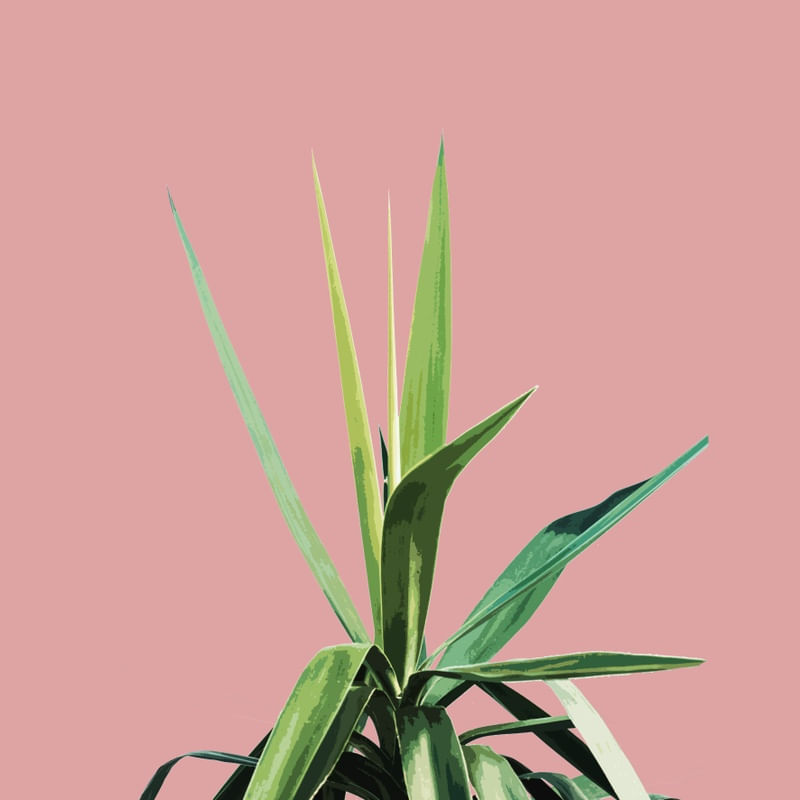 SIMPLE NATURE II