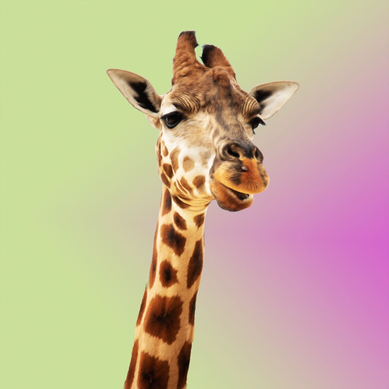 ANIMAL LOVE