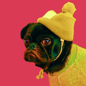 STYLISH PUPPY II