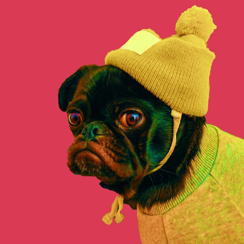 STYLISH PUPPY II