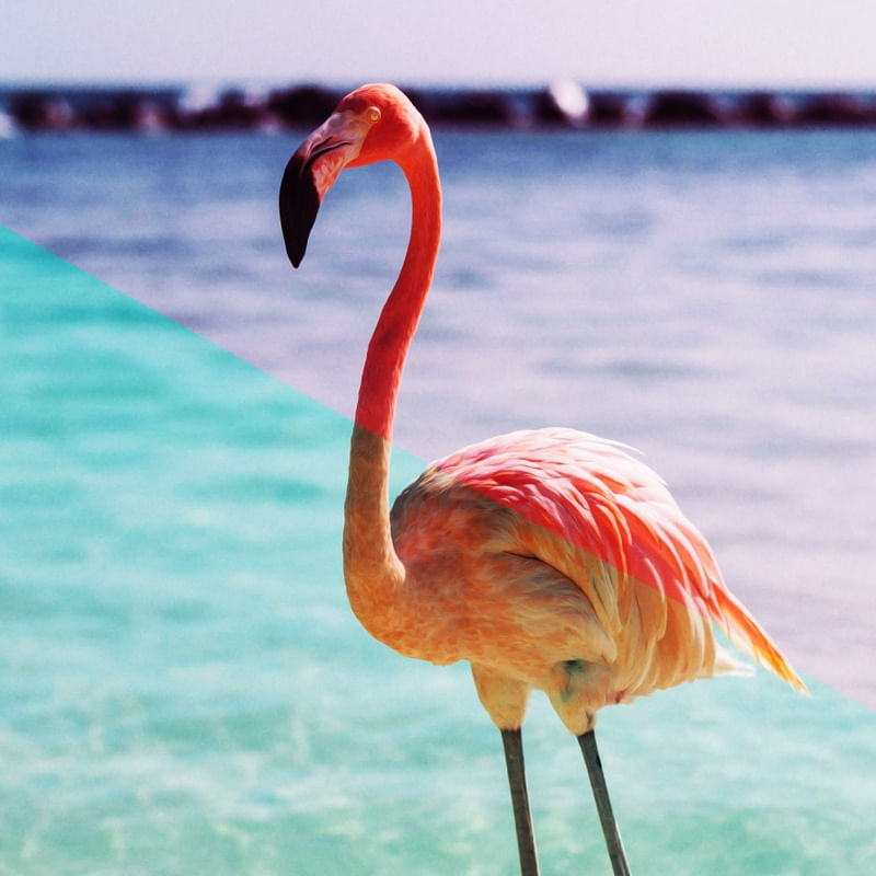 THE FLAMINGO