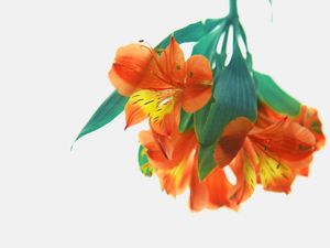 BOTANIC II ( ECO )