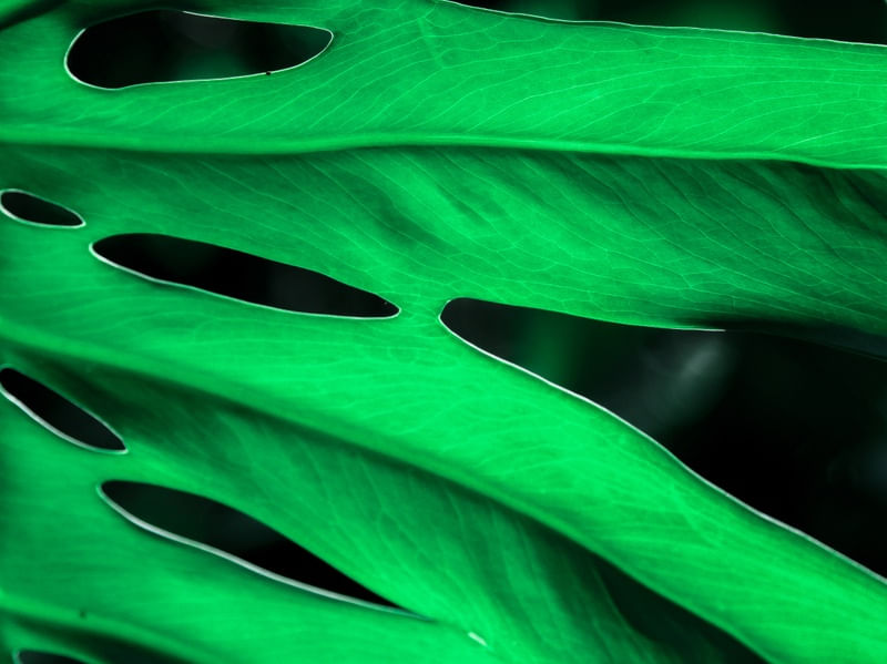 BOTANIC III ( ECO )