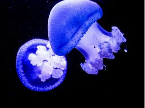 BLUEOCEAN